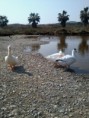 /album/fotogaleria-patito/a2012-03-27-16-08-38-jpg/